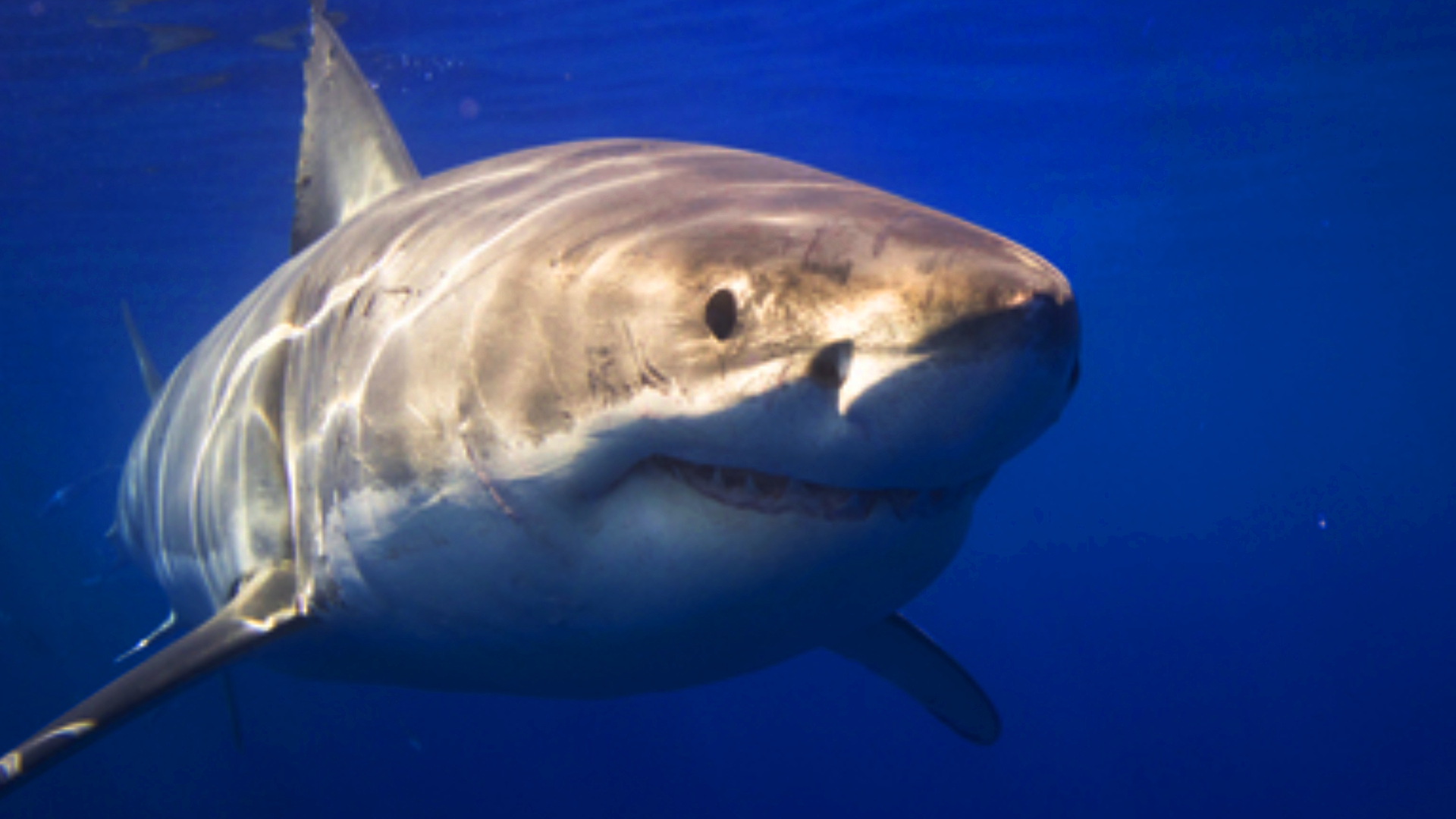 Registraron dos ataques de tiburones en menos de 24 horas…