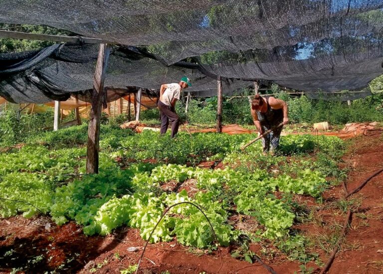 Este viernes, más de 3 mil productores tabacaleros de Misiones recibirán el pago correspondiente a…