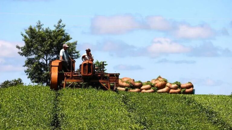 Guaraní: productores tealeros se capacitan en buenas prácticas de cultivo y cosecha