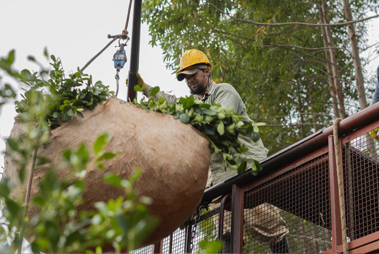 Productores yerbateros se oponen al libre mercado: “Es una irresponsabilidad quitar el Inym”