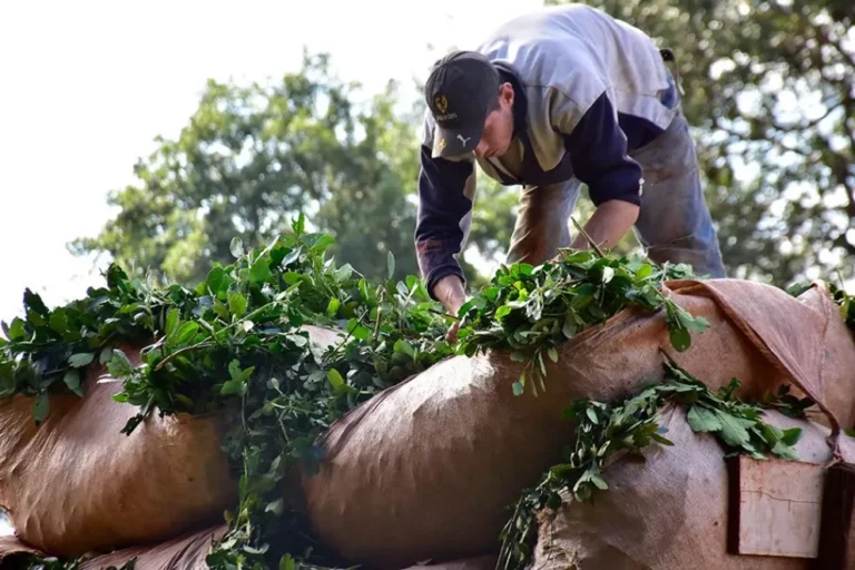 Gobierno de Misiones insiste en que Nación fije el precio de la hoja verde de…